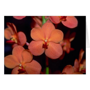 Orange Vanda flowers
