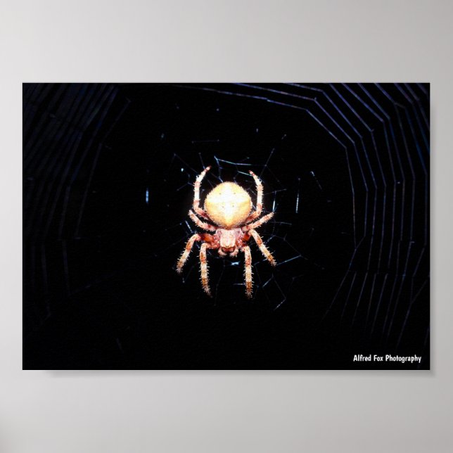 Orange Wheelweaving Spider Poster (Front)