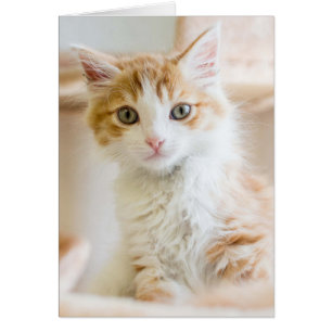 Orange & White Kitten