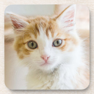 Orange & White Kitten Coaster