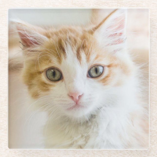 Orange & White Kitten Glass Coaster (Front)