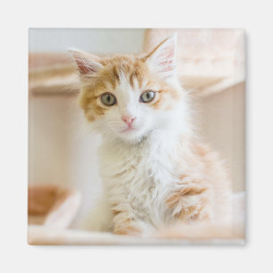 Orange & White Kitten Magnet