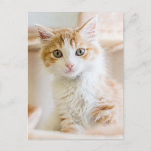 Orange & White Kitten Postcard