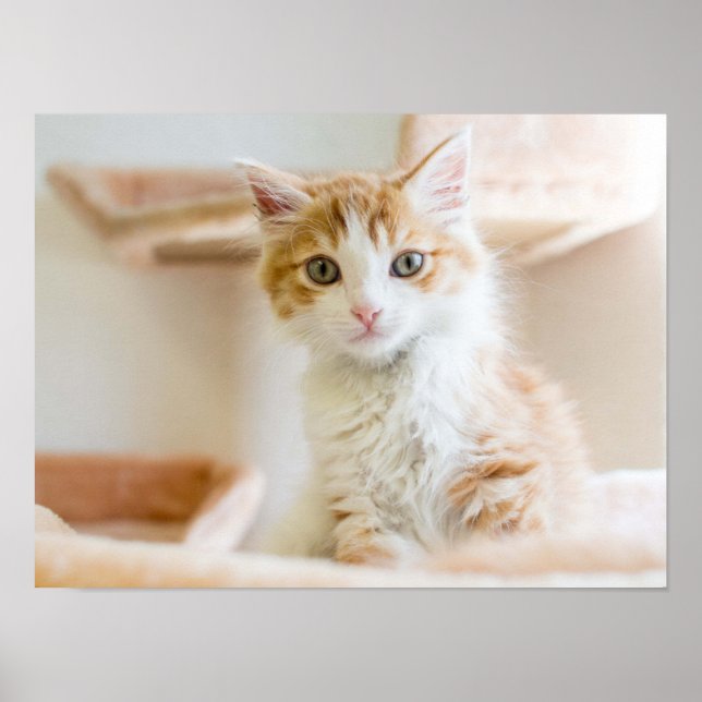 Orange & White Kitten Poster (Front)