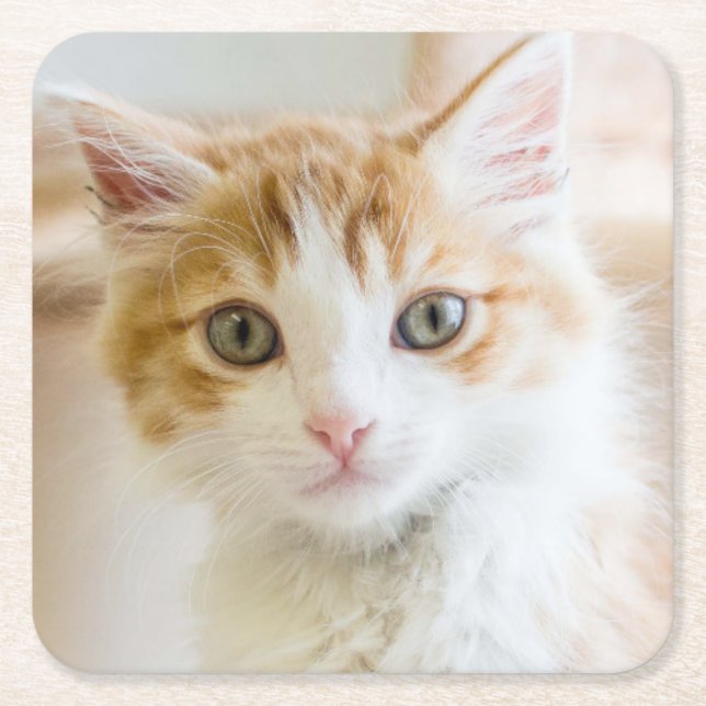 Orange & White Kitten Square Paper Coaster (Front)