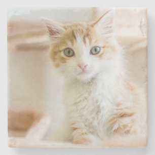 Orange & White Kitten Stone Coaster