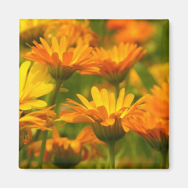 Orange Wild Flowers Magnet (Front)