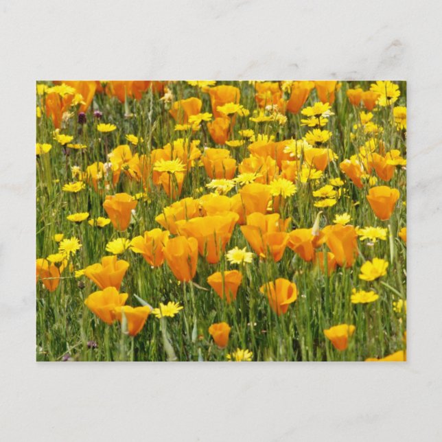Orange Wildflower field in Bear Valley, California Postcard (Front)