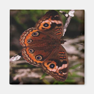 orange-wing butterfly magnet
