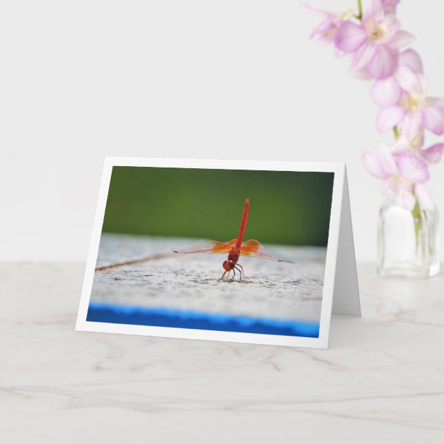 Orange-winged Dropwing Dragonfly Card (Orchid)