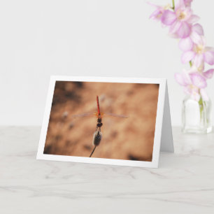 Orange-winged Dropwing Dragonfly Card