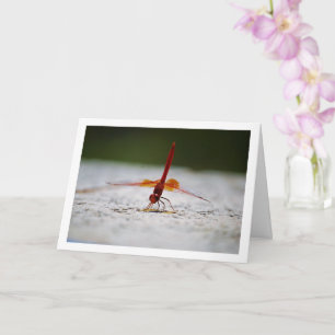 Orange-winged Dropwing Dragonfly Card