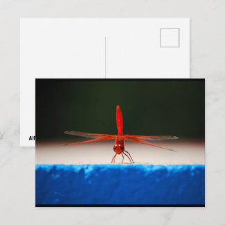 Orange-winged Dropwing Dragonfly Postcard