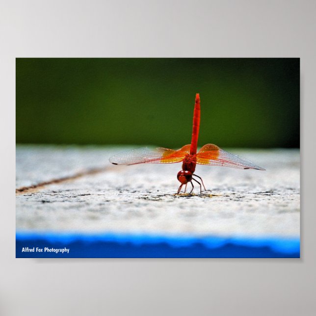 Orange-winged Dropwing Dragonfly Poster (Front)