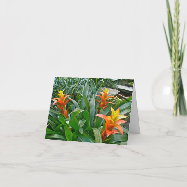 Orange Yellow Bloom Bromiliad Note Card (Front)