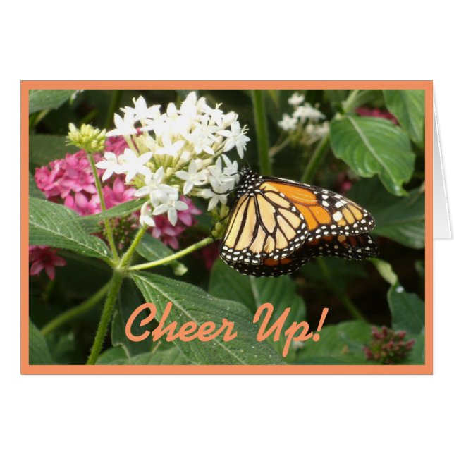 Orange Yellow Butterfly Pink White Flowers (Front Horizontal)