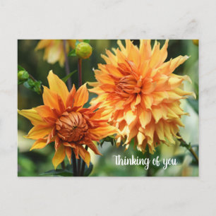 Orange & Yellow Dahlia Flowers at Wisley Gardens Postcard
