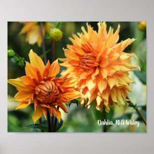 Orange & Yellow Dahlia Garden Flowers RHS Wisley Poster