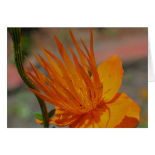 Orange Yellow Flower Photography Card