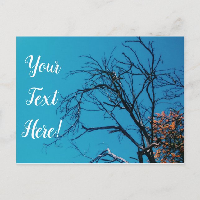Orange Yellow Leaves Tree Blue Sky Postcard (Front)