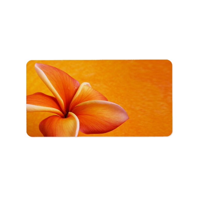 Orange Yellow Plumeria Flower Orange Background Label (Front)