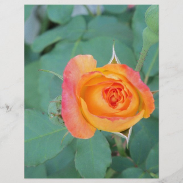 orange yellow rose flower (Front)
