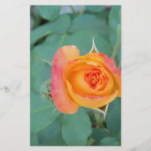 orange yellow rose flower stationery