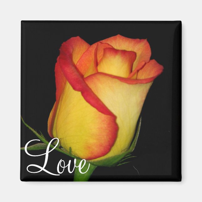 Orange-Yellow  Rose Magnet (Front)