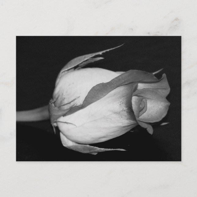 Orange-Yellow  Rose Postcard (Front)