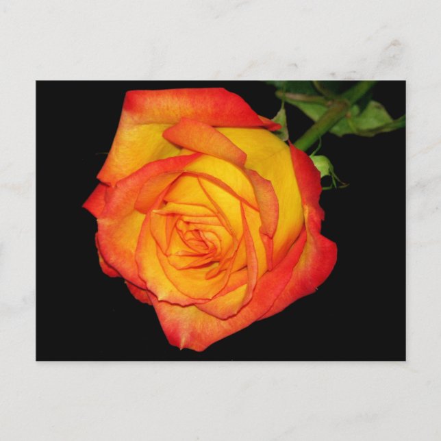 Orange-Yellow  Rose Postcard (Front)