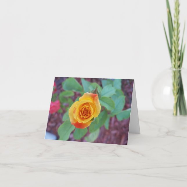 Orange yellow rose with morning dew card (Front)