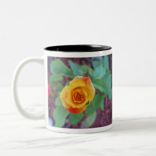 Orange yellow rose with morning dew Two-Tone coffee mug