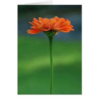 Orange Zinnia by Cynthia Turner Designs