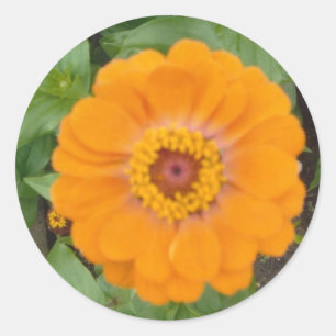 Orange Zinnia Classic Round Sticker