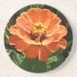 Orange Zinnia Coasters