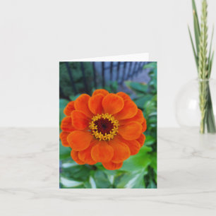 Orange zinnia flower  card