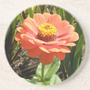 Orange Zinnia Flower Coasters