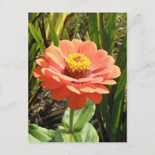Orange Zinnia Flower Postcard