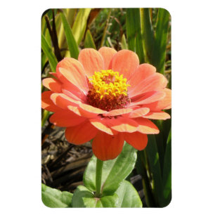 Orange Zinnia Flower Premium Magnet