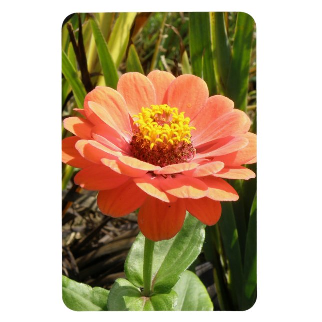 Orange Zinnia Flower Premium Magnet (Vertical)