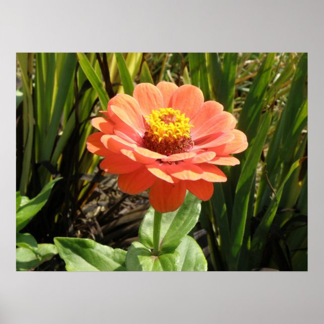 Orange Zinnia Flower Print (Front)