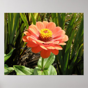 Orange Zinnia Flower Print