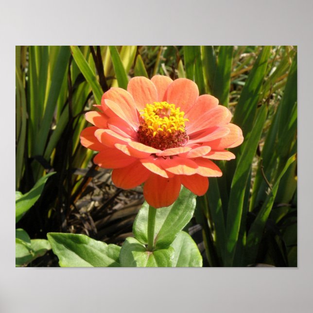 Orange Zinnia Flower Print (Front)
