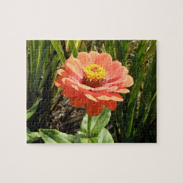 Orange Zinnia Flower Puzzle (Horizontal)