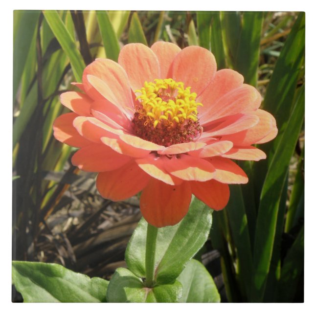Orange Zinnia Flower Tile (Front)