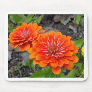 Orange Zinnia flowers Mouse Pad