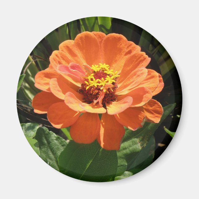 Orange Zinnia Magnet (Front)