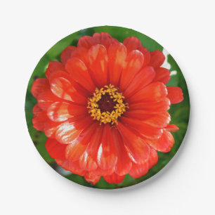 Orange  Zinnia Paper Plate