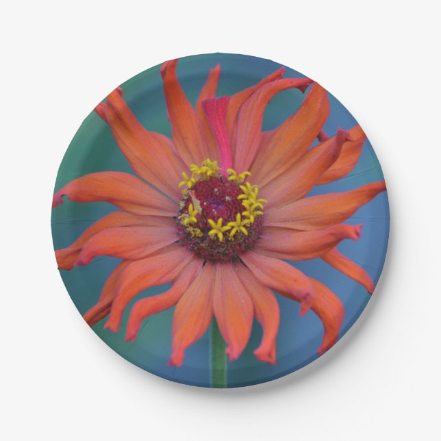 Orange Zinnia Paper Plate (Front)