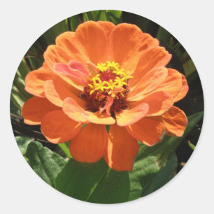 Orange Zinnia Stickers